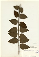 藏品(毛茉莉)的圖片